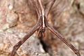 Avella_angulata_D7761_Z_90_North Stradbroke island_Australie